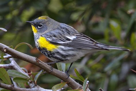 Yellow-rumped Warbler | San Diego Bird Spot