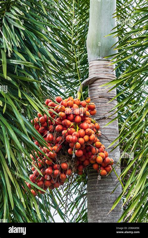 Areca catechu (Areca nut palm, Betel Nuts) All bunch into large clustered, hanging down. natural ...