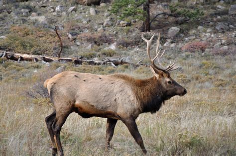 Definitive Guide To Rocky Mountain Elk Facts, Habitat, Conservation Status, Zoo Populations ...