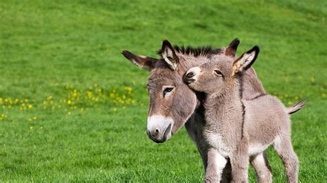 Baby Donkey