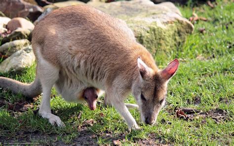 Baby Kangaroo Wallpaper - WallpaperSafari