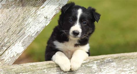 Border Collie Names: Perfect Names for Your Clever Pup