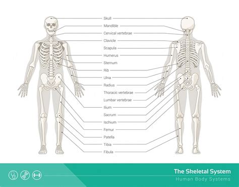 Skeletal System - Definition, Function and Parts | Biology Dictionary