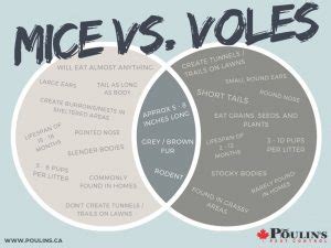 Mice vs. Voles - Poulin's Pest Control