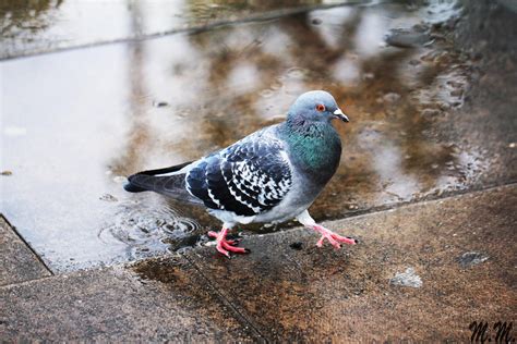 Arrogant British Pigeon by MatusMajer on DeviantArt