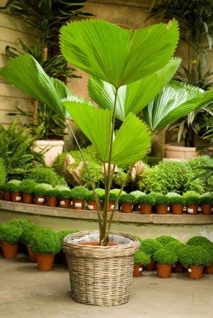 Licuala Palm - The Chelsea Gardener