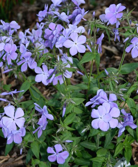 Phlox divaricata Blue Moon Woodland Phlox for Sale | Rare Roots