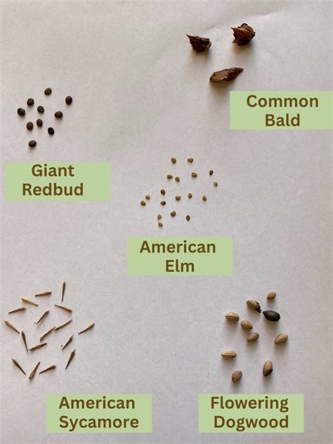 Growing a Tree from a Seed - TreesCharlotte