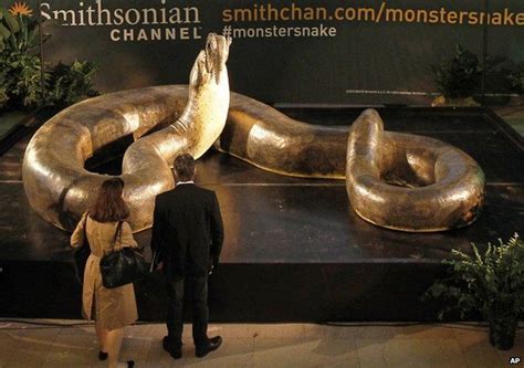 Ьгeаkіпɡ News! foѕѕіɩѕ of enormous prehistoric snakes, dating back to 58 to 60 million years ago ...