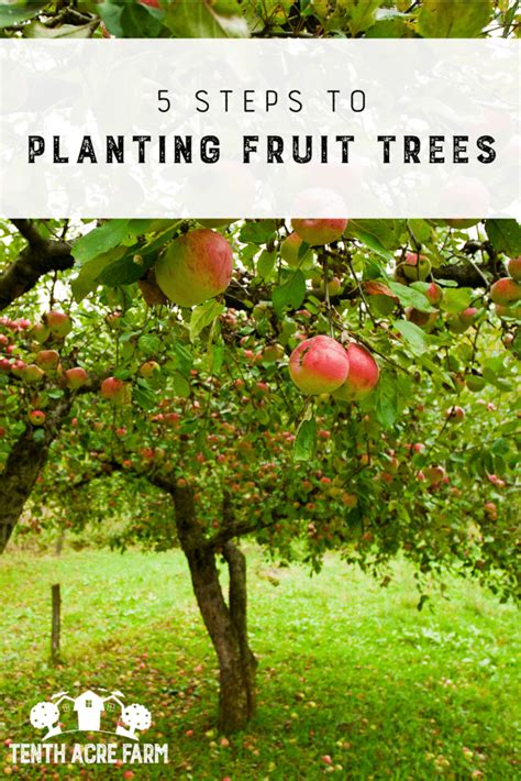 5 Steps to Planting Fruit Trees - Tenth Acre Farm