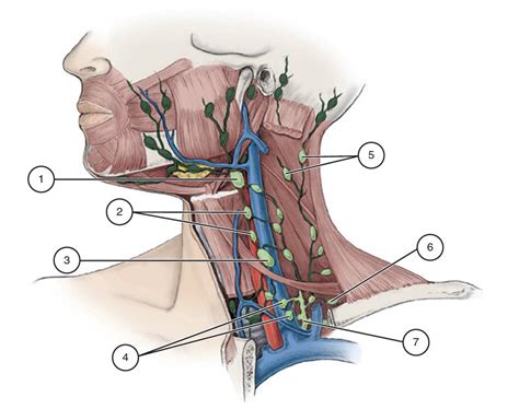 Jugular Lymph Nodes