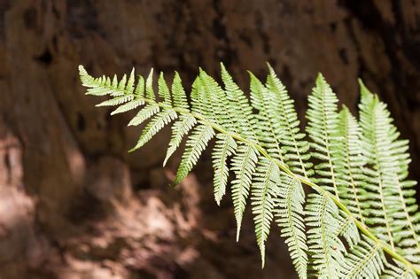 Fern Fronds Green - Free photo on Pixabay - Pixabay