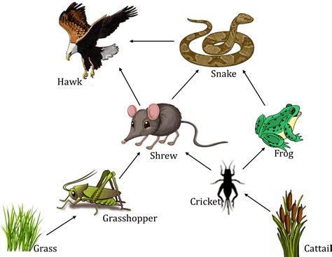 25 Best Food Chain With 5 Organisms