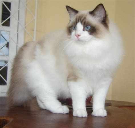 Mèo Ragdoll - Đặc điểm và Giá mèo Ragdoll thuần chủng Thế giới loài mèo