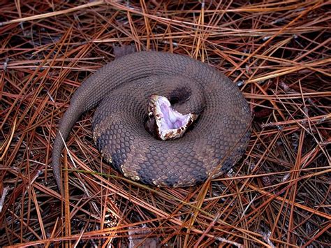 Symptoms and Treatment of a Cottonmouth Bite