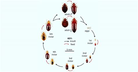 Bed Bug Life Cycle - Weird and Strange Stages of Development - Learn About Nature