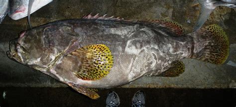 Epinephelus lanceolatus (Bloch, 1790) - Seatizens