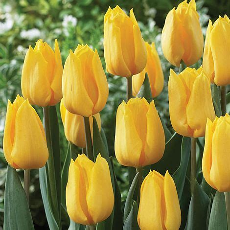 Tulip Yellow Bulb holland imported buy at seedsnpots.com