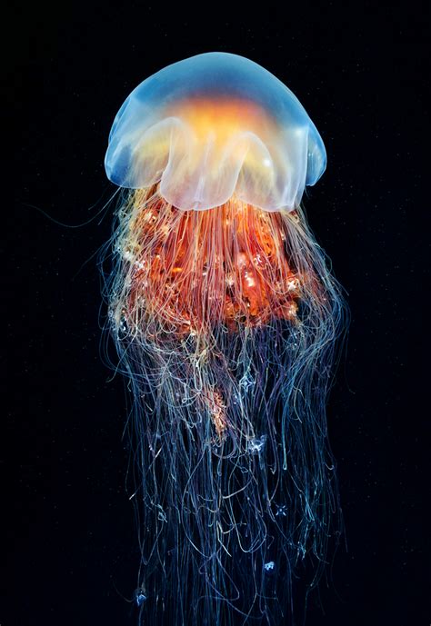 Cyanea Capillata from the Sea of Okhotsk (by Alexander Semenov) | Cool sea creatures, Deep sea ...