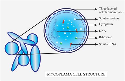 Structure Of Mycoplasma