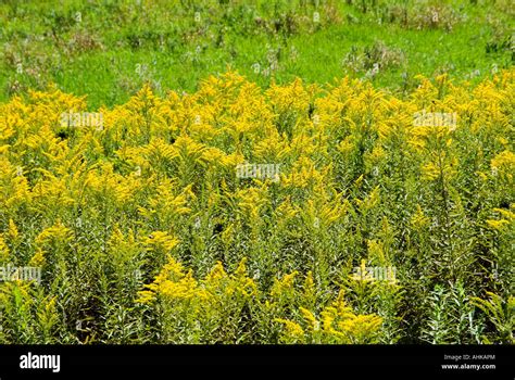 Field of Goldenrod Stock Photo - Alamy