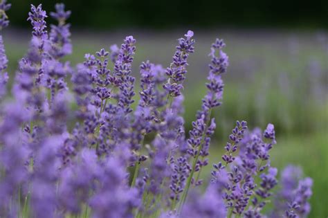 Flower Field Lavender Royalty-Free Stock Photo