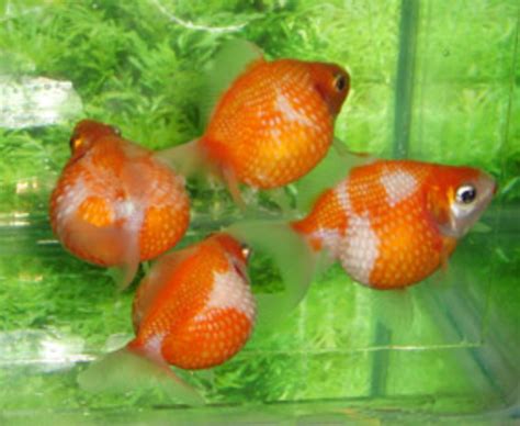 Goldfish Care, Breeds and Goldfish Diseases | HubPages