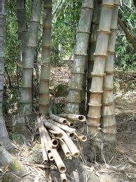 gubukbambu: Jual bambu PETUNG