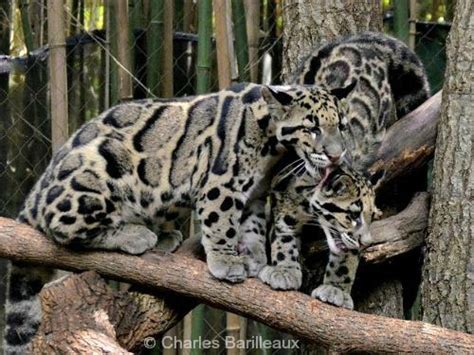 Clouded Leopard - International Society for Endangered Cats (ISEC) Canada