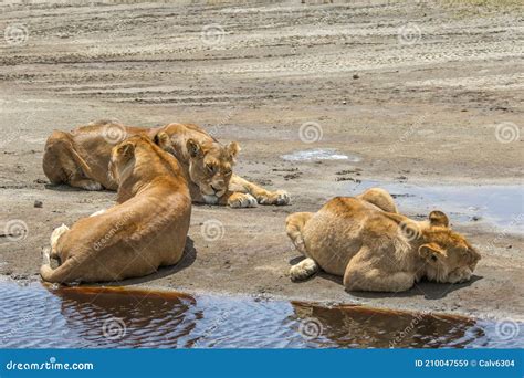 A Pride of Lions Sleeping at a Watering Hole in Africa. Stock Image ...