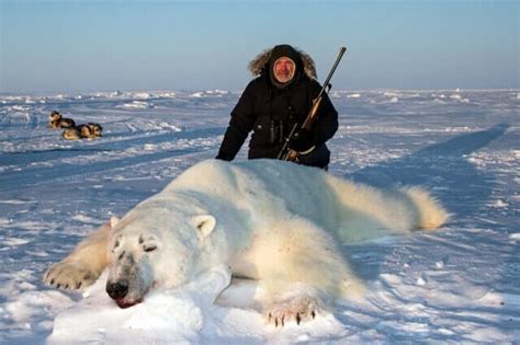 Nunavut Territory Polar Bear Hunting - Worldwide Trophy Adventures