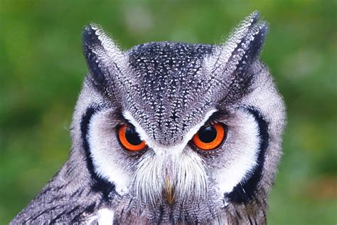 Owl Closeup Royalty-Free Stock Photo