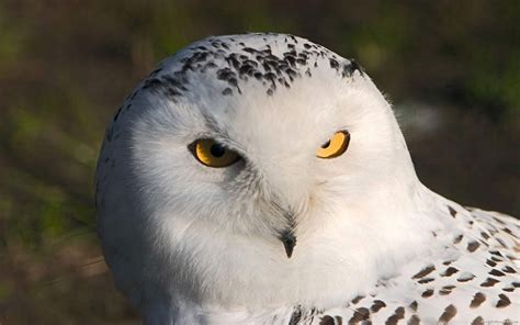 CUTE WILDLIFE: The Snowy Owl