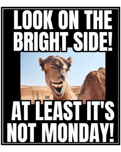 Wednesday Camel Memes