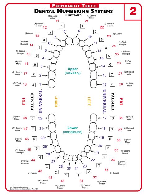 A Guide to Understanding Dental Lingo - from 123Dentist