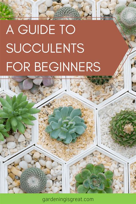 A Guide to Succulents For Beginners | Gardening is Great