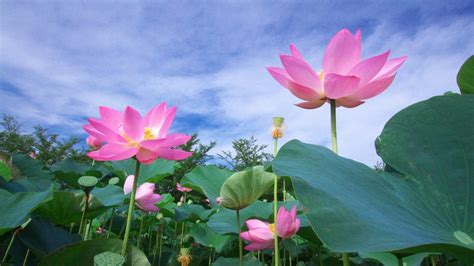 Lotus Flower Images Hd Wallpaper | Best Flower Site