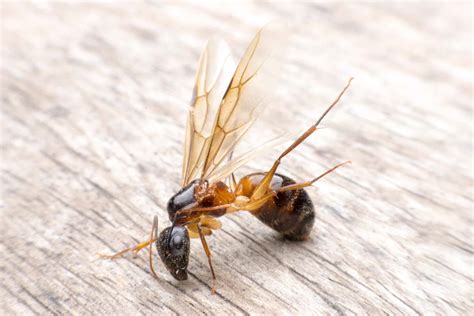 How To Identify Carpenter Ants | U.S. Pest Protection