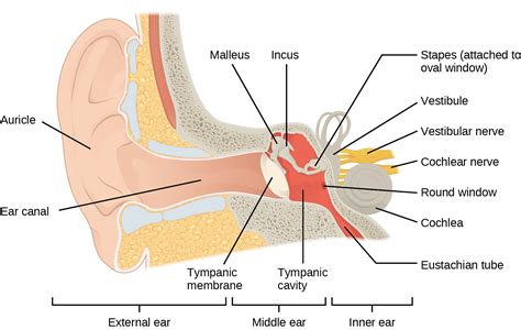 Structures Of The Inner Ear Diagram Ear Middle Anatomy Human