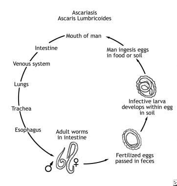 Ascaris Lumbricoides Larvae