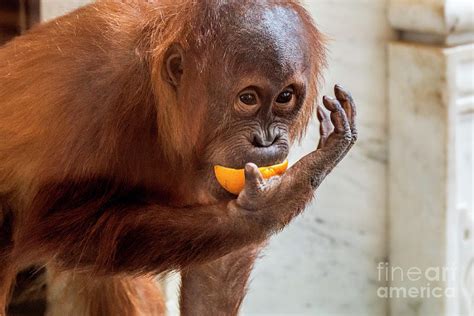 Baby Orangutan Eating Orange Photograph by Arterra Picture Library - Pixels