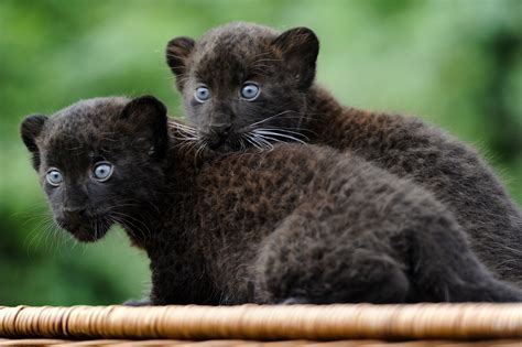 Wallpaper Panther, Cub, Cats, Kittens, black cat, fur, blue eyes ...