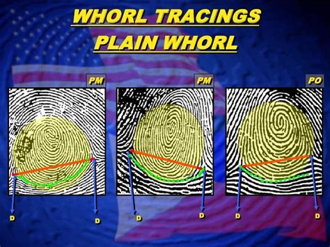 Whorl Patterns