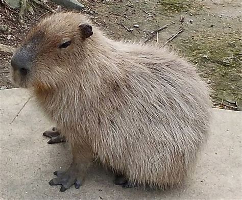 Capybaras: Giant Rodents of South America and Exotic Pets - PetHelpful