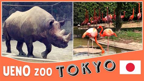 A Visit to the Ueno Park Zoo | Japan's oldest zoo | Tokyo Zoo | Travel Vlog - YouTube