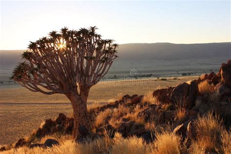 Vegetation, Ecosystem, Shrubland, Sky Picture. Image: 110615076