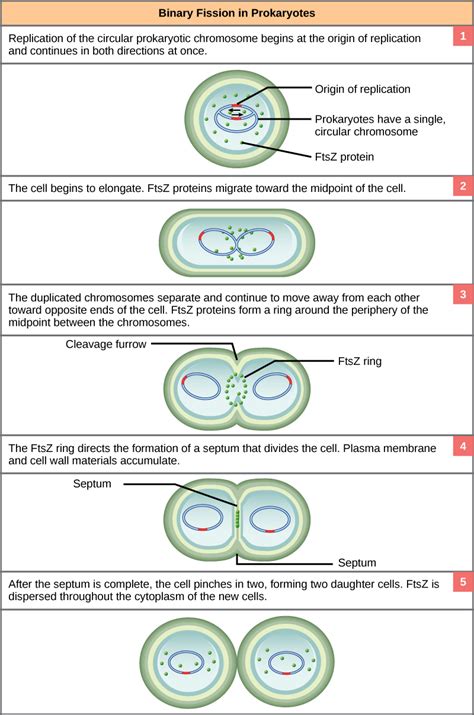 24.1: Cell division: Bacterial - Biology LibreTexts