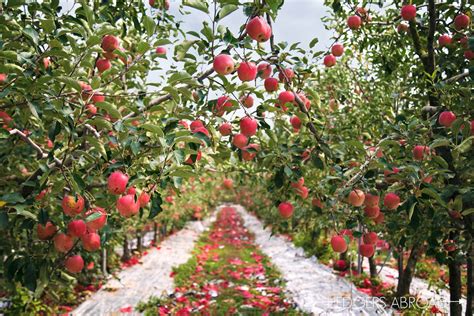 Apple Orchard Photo Shoot - Hedgers Abroad