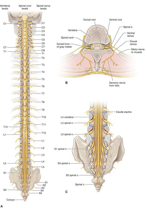 Spine Health Spinal Nerve Anatomy | Images and Photos finder