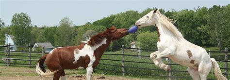 5 Best Chew Toys for Horses - July 2022 - BestReviews